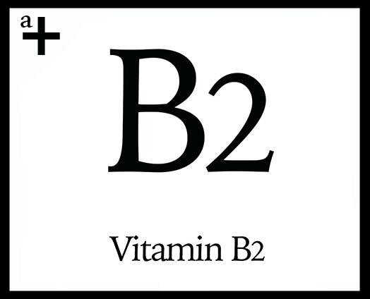 Vitamin B2 - anatomē