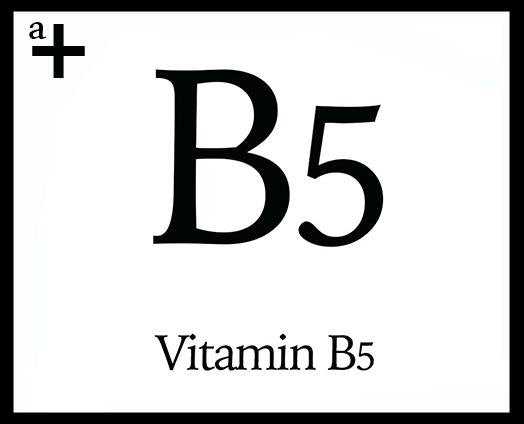 Vitamin B5 - anatomē