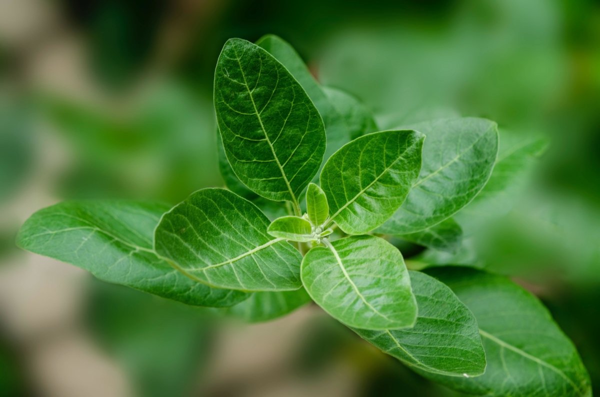 Benefits of Ashwagandha - anatomē