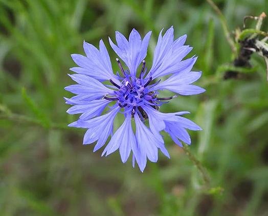 Blue Cornflower - anatomē