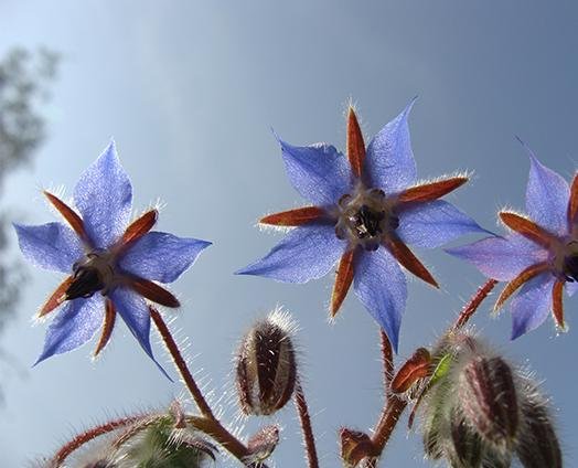 Borage - anatomē