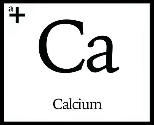 Calcium - anatomē