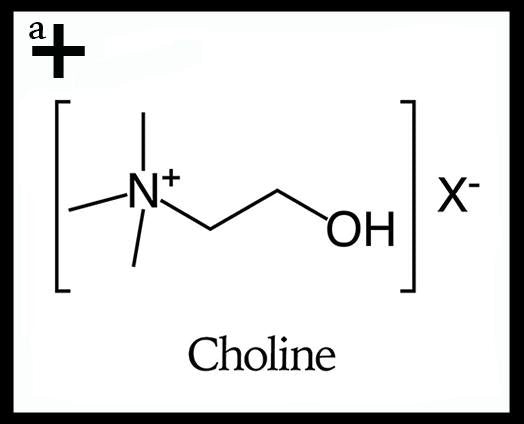 Choline - anatomē