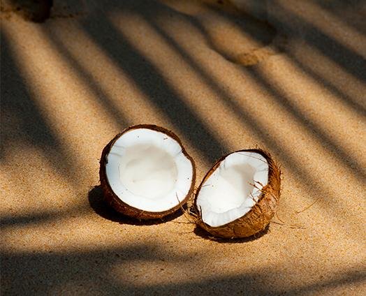 Coconut - anatomē