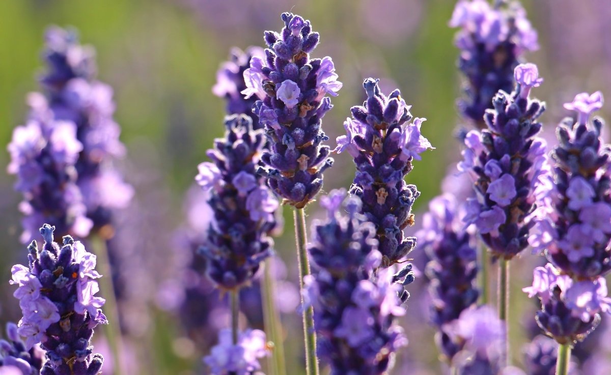 English Lavender Essential Oil: Aromatherapy for Relaxation and Improved Sleep - anatomē