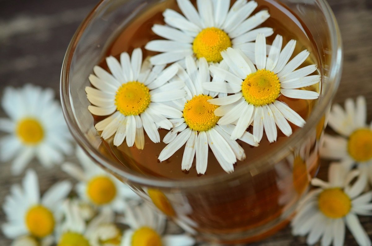 Exploring the Sleep-Inducing Benefits of Chamomile - anatomē