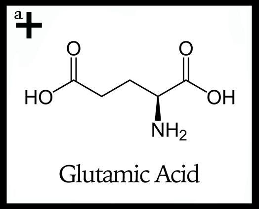 Glutamic Acid - anatomē