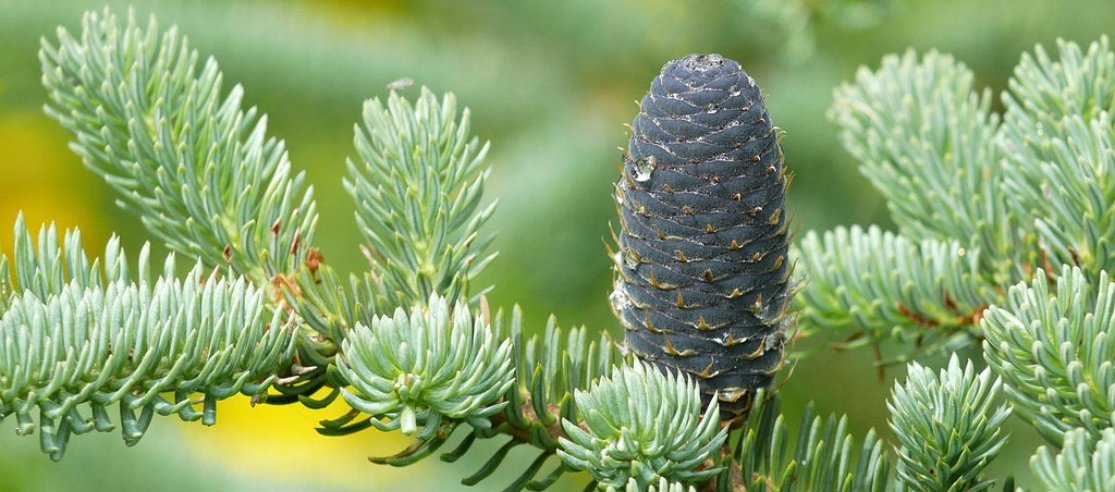 How black spruce essential oil can provide balance + stability - anatomē