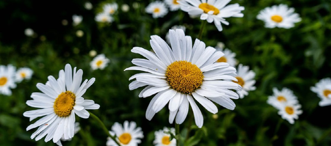 How chamomile extract can support deeper sleep - anatomē