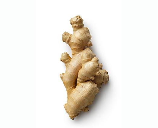 Indian Ginger - anatomē