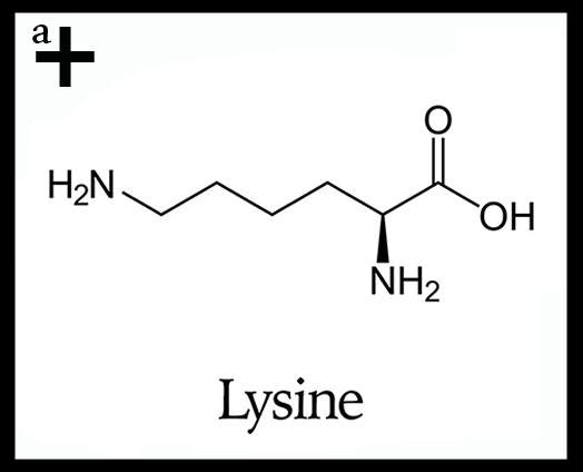 Lysine - anatomē