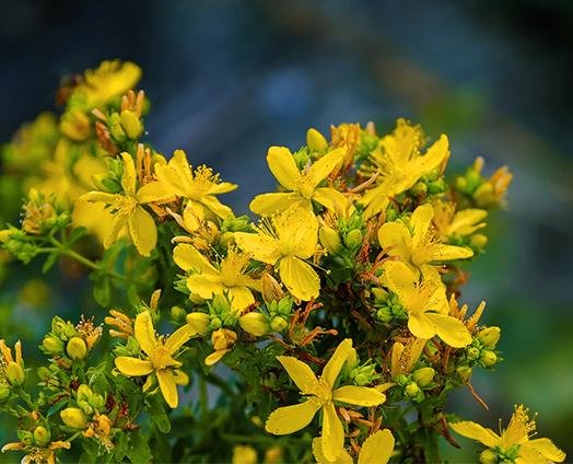 St John's Wort - anatomē