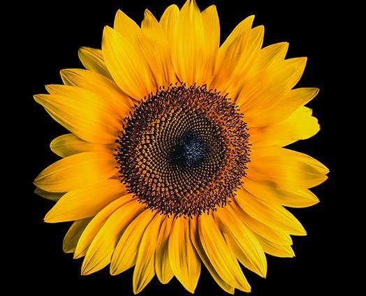 Sunflower - anatomē