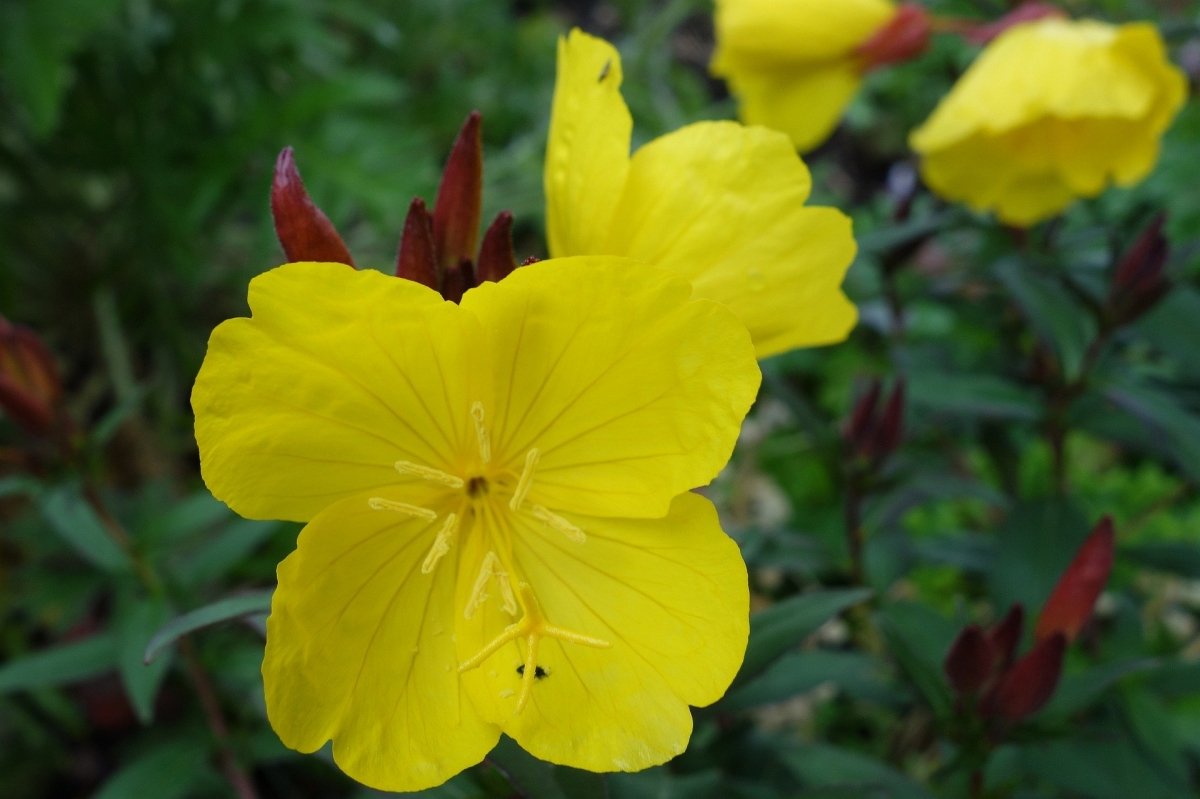 The benefits of evening primrose oil and how to take it - anatomē