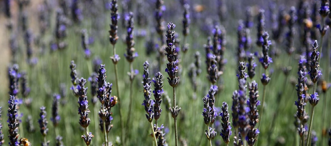 Why lavender oil is a leading sleep aid and how it works - anatomē