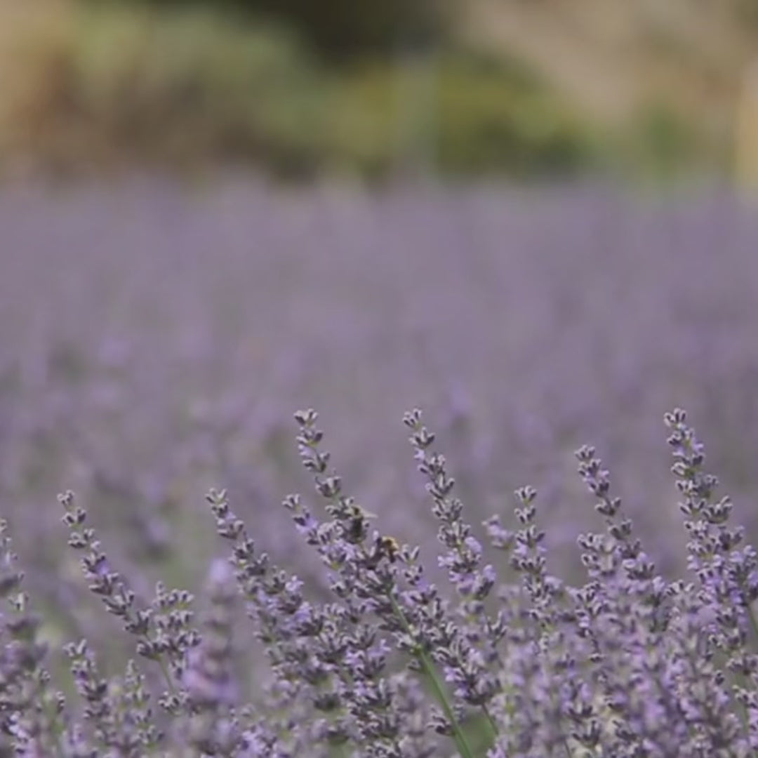 Cornish Lavender Pillow Spray