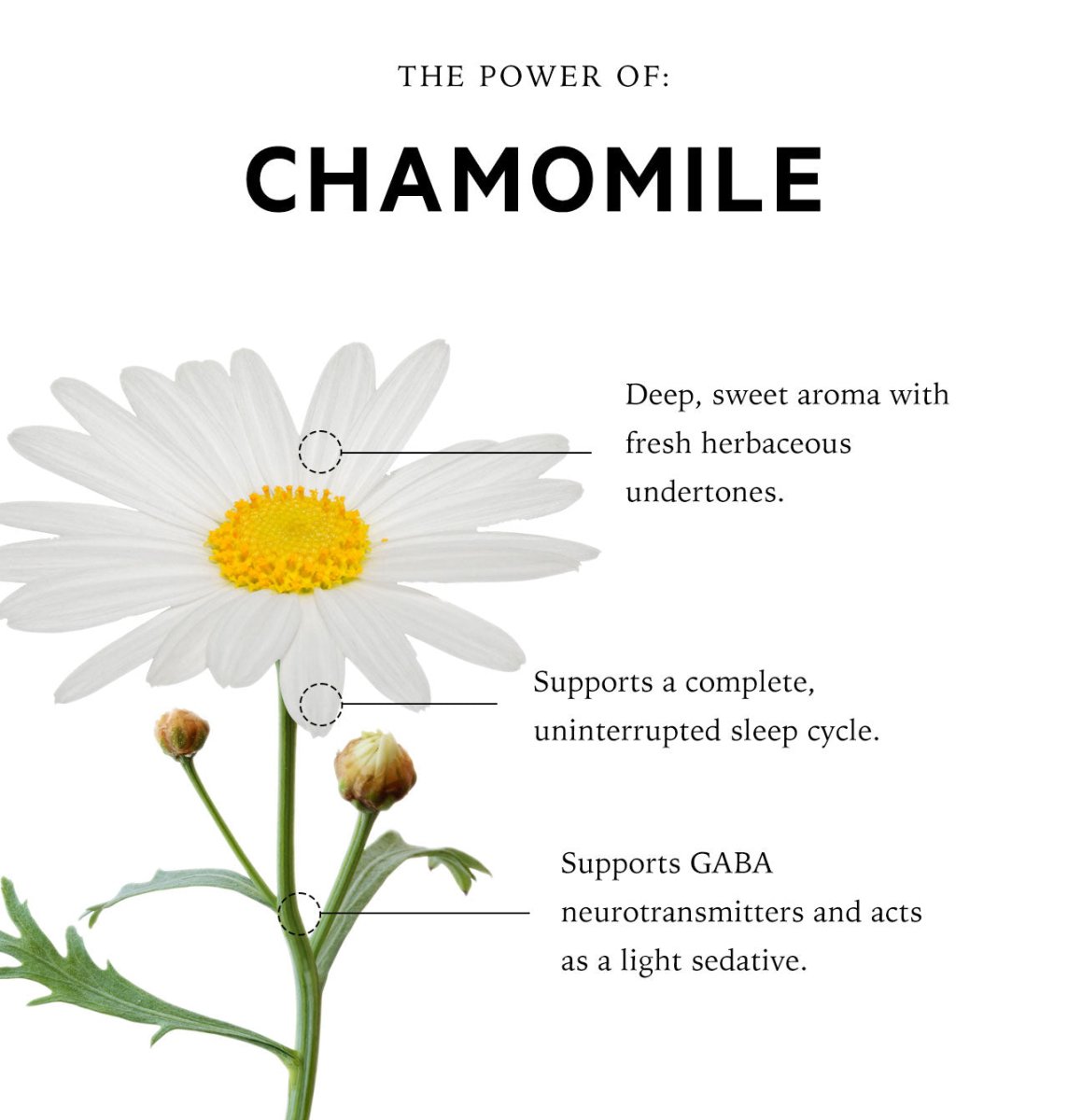 Restless Mind Sensory Point Sleep Oil | Roman Chamomile - anatomē