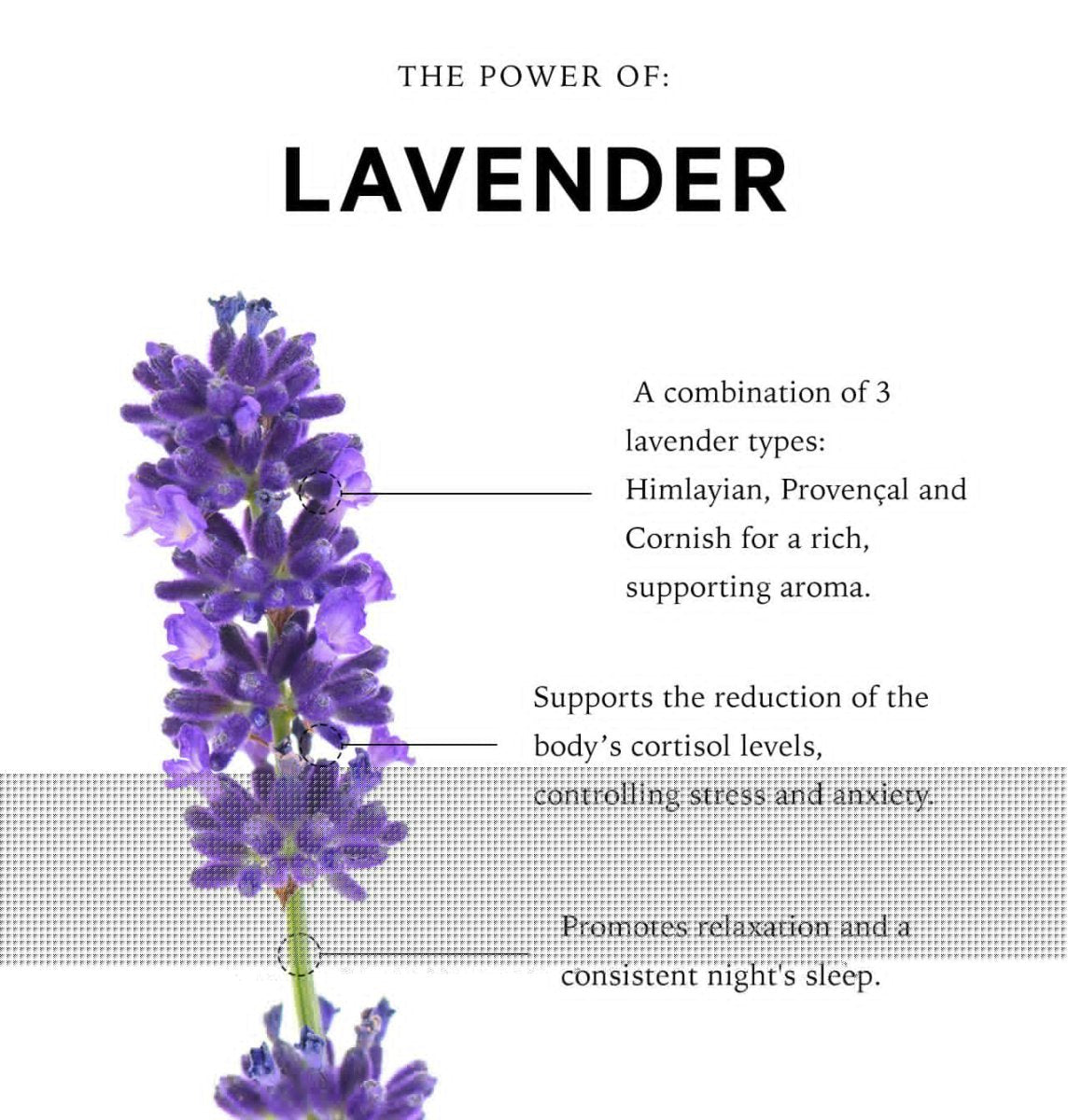 Stressed Mind Sensory Point Sleep Oil | Cornish Lavender Sleep Oil (Copy) - anatomē